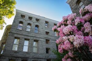 A tree with lots of blooming pink flowers standing just outside of the north side of the Old Capitol Building. This portion of the building is three stories tall with windows that are various shapes and sizes.