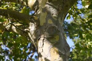 A close-up of a London Plane tree's trunk, which is mostly smooth and light gray. Large portions of the bark are peeled off, exposing a light yellow wood.