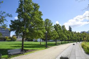 A nature scene with a gravel pathway lined with dark green Ornamental Flowering Pear trees and a couple metal park benches.