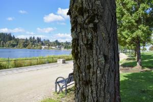 A close-up of an Ornamental Flowering Pear tree's trunk, which is rough and dark gray with patches of moss growing on it. A gravel pathway and Capitol Lake are in the background.