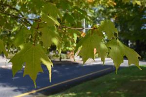 A close up of a Sugar Maple's green leaves, which hang from red stems.