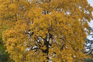 Tulip Tree in the fall with bright yellow leaves.