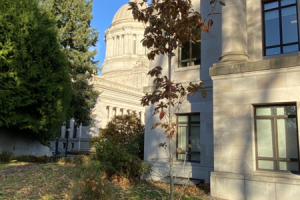 A small Korean Dogwood tree with a skinny, light gray trunk and small, dark red leaves. The Legislative Building is slightly visible in the background.