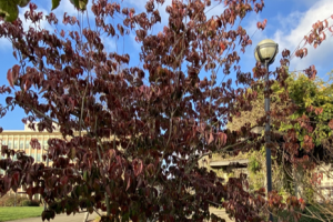 A small Korean Dogwood tree with a light gray trunk and dark red leaves. Parts of East Campus are slightly visible in the background.