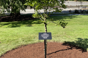 A tiny star magnolia tree with a skinny trunk and light green leaves, planted in a circular bed of mulch with an interpretive sign in front of it.