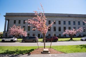 An outdoor scene focused on a small, blooming cherry tree with pink flowers that stands next to a bronze plaque. Cars, more cherry trees, and the Insurance Building are in the background.
