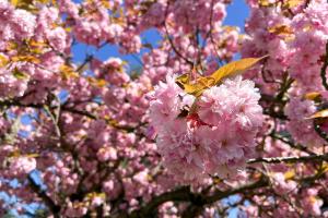 A close-up shot of the cherry blossoms on a Kwanzan flowering cherry tree. The sun shines onto the bright pink flower clusters and light orange leaves.