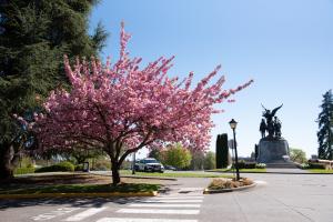 A Kwanzan flowering cherry tree on a street corner with the Winged Victory Monument in the background. The sun shines onto the tree, highlighting its bright pink flowers.