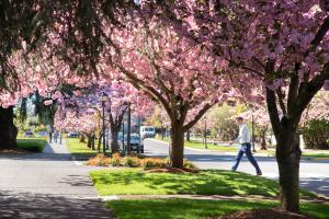 An outdoor scene with a man crossing the street onto a stone pathway lined with bright pink cherry blossom trees. People standing further down the pathway take photos of the cherry blossoms.