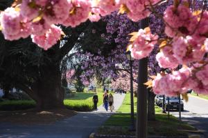 A group of women walking on a stone pathway lined with Kwanzan flowering cherry trees. A group of cherry blossom clusters in the foreground create a bright pink frame above the women.