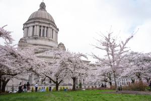A wide shot of the Yoshino flowering cherry tree grove blooming with pale pink flowers and the Legislative Building in the background. Capitol Campus visitors are taking photos in the grassy areas under the trees.
