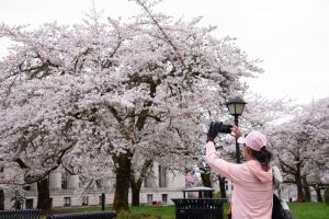 A woman with a pink hat and pink jacket taking pictures of the blooming Yoshino flowering cherry trees on her mobile phone. The flowers on the cherry trees are pale pink, almost perfectly matching the woman's outfit.