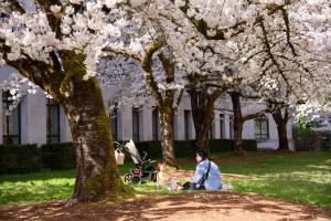 A woman and her baby having a picnic under the Yoshino flowering cherry trees. Sunlight shines through the white flowers in the trees onto the woman and baby.