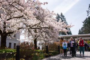 A group of women and children walking on a stone pathway that goes through the Yoshino flowering cherry tree grove. The sun shines onto the trees, showing the pale pink color of their flowers.