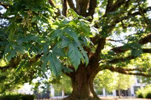 A close-up of the large, green leaves on a bigleaf maple tree. The leaves hang in clusters off the long tree branches.