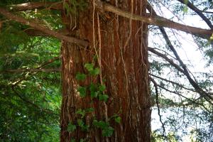 A large redwood tree trunk with large branches growing from it and vines wrapping around it. A small glimpse of Capitol Lake is visible in the gaps between the branches.