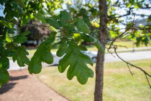 A close-up of a Garry oak tree's small, green leaves, which hang in a cluster at the end of skinny branches.