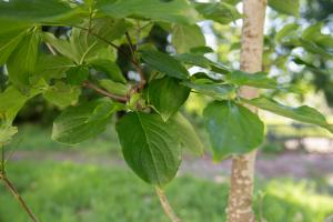 A close-up of a Korean dogwood tree's small, green leaves.