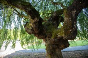 A young weeping European white birch tree's oddly shaped trunk, which twists and splits into three sections that grow outward.