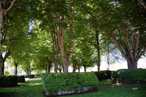 A grove of dozens of littleleaf linden trees, which stand in square planters covered in green leaves.