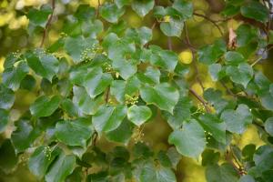A close-up of a littleleaf linden tree's green, heart-shaped leaves.
