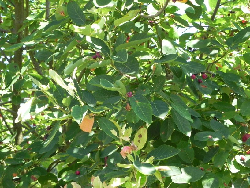 A close up of the leaves of an Autumn Brilliance Amelanchier