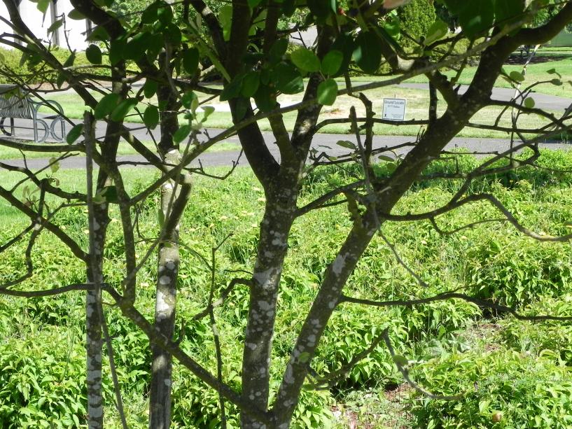 A zoomed in image of the trunk of an Autumn Brilliance Amelanchier