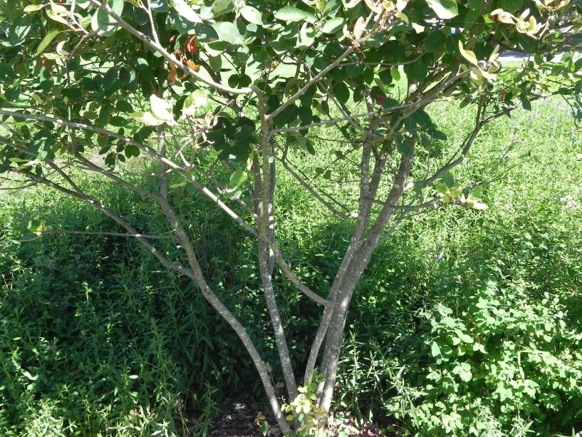 An image that highlights the trunk of an Autumn Brilliance Amelanchier