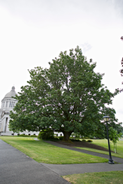 Big Leaf Maple tree with the Legislative Building in the background on the left side of the image