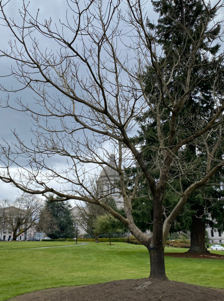 A leafless Bush Butternut tree in the foreground with a gray sky scene in the background