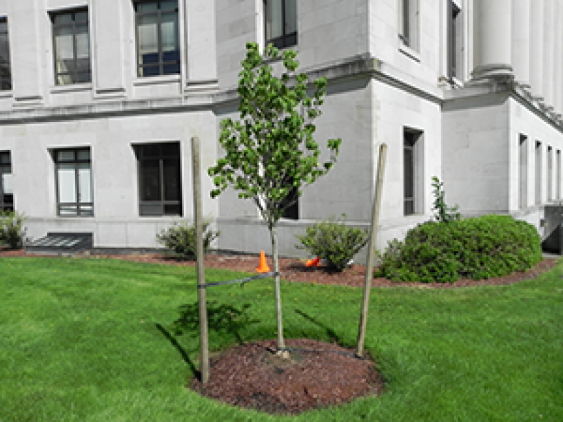 A young Cloud 9 Dogwood tree is held straight by wires and stakes with the Cherberg building in the background