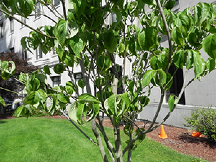 A close up of the Cloud 9 Dogwood leaves