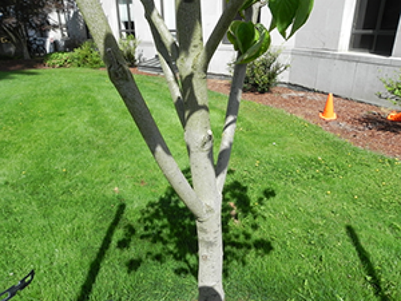 A close up of the Cloud 9 Dogwood trunk