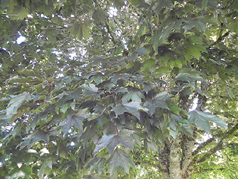 A close up of the Crimson King Norway Maple leaves shot from below looking up under the canopy of the tree