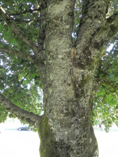 A close up of the Crimson King Norway Maple tree trunk