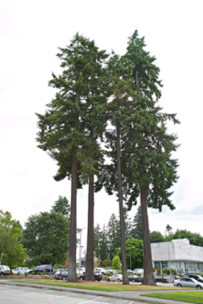 A pair of tall Douglas Firs extend higher than any other trees nearby