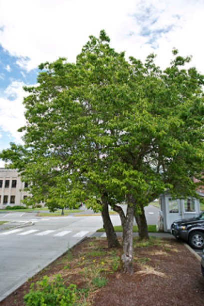 An Eastern Flowering Dogwood tree grows toward the street to its left