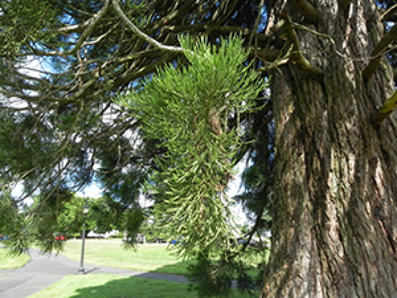 A close up of the needles of a Giant Sequoia tree