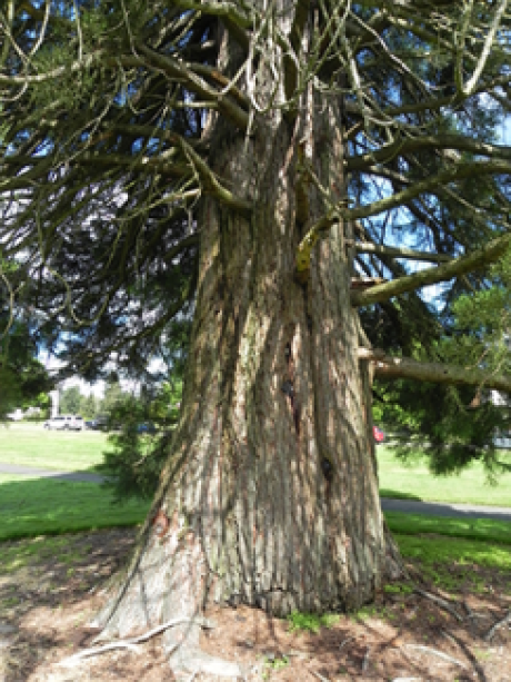 A close up of the trunk of a Giant Sequoia tree