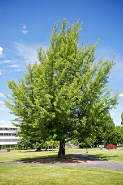 A green leafy Ginkgo tree with a blue sky backdrop that contains a few small white clouds