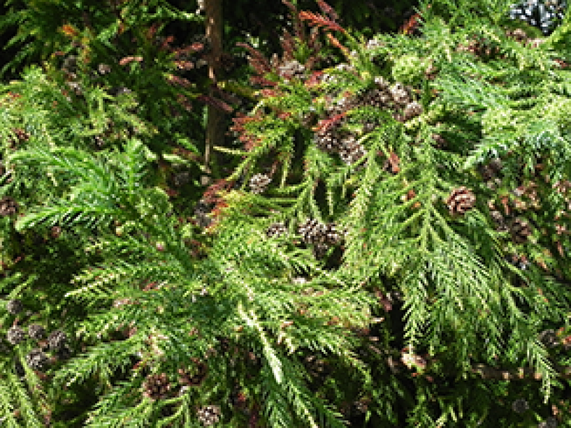 A close up of the needles of a Japanese Cryptomeria tree