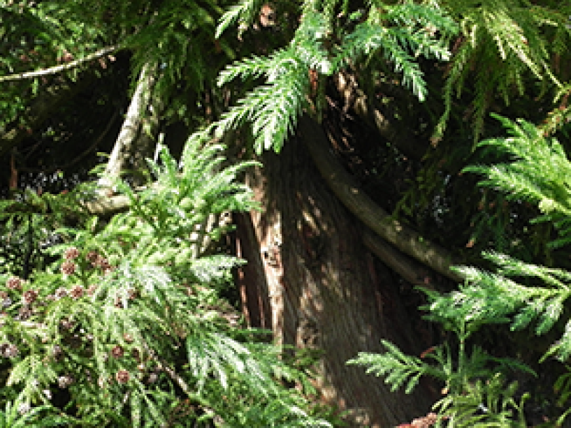 A close up of the trunk of a Japanese Cryptomeria tree