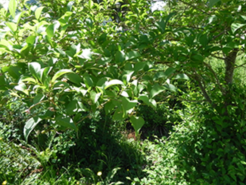 A close up of the leaves of a Japanese Snowbell tree