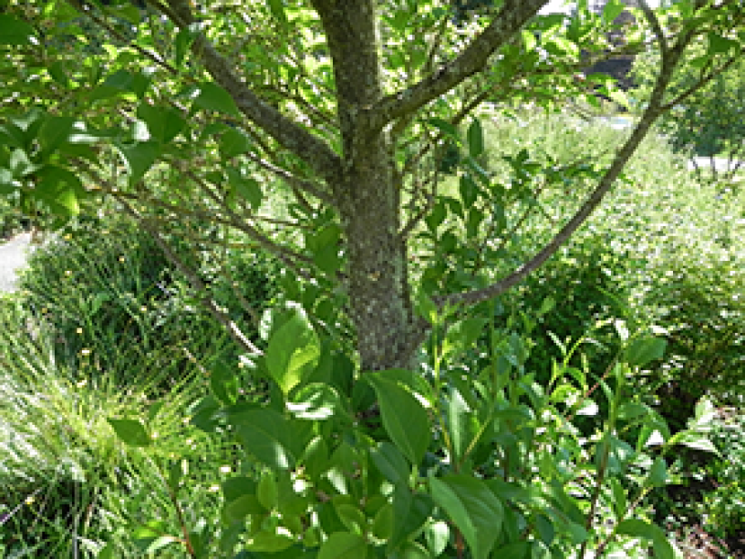 A close up of the trunk of a Japanese Snowbell tree