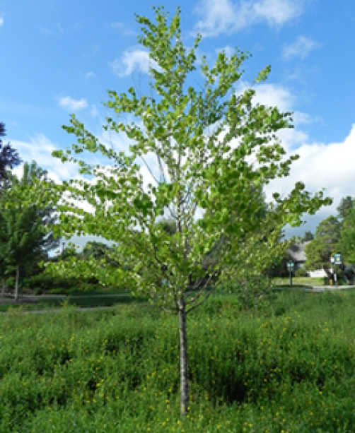 The small green leaves of the Katsura tree are prominently featured.