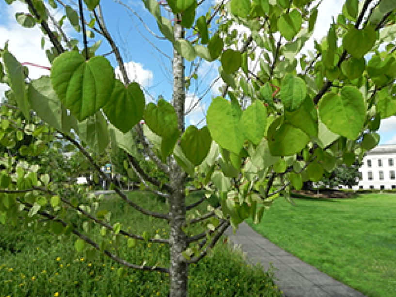 A close up of the trunk of a Katsura tree