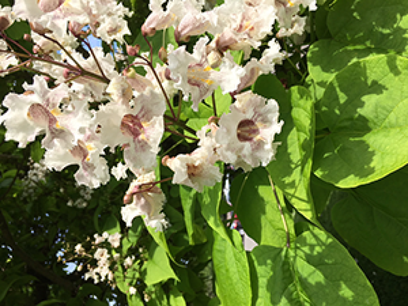 The bell-shaped blooms of the Northern Catalpa tree are white with purple stripes.