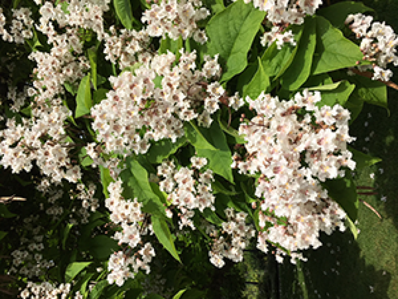 Northern Catalpa tree blooms with green leaves interspersed