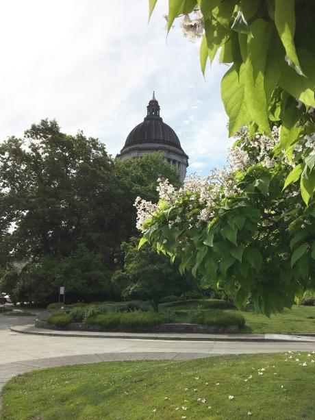 A blooming Northern Catalpa tree takes the right half of the image and the Legislative Building is centered in the image background