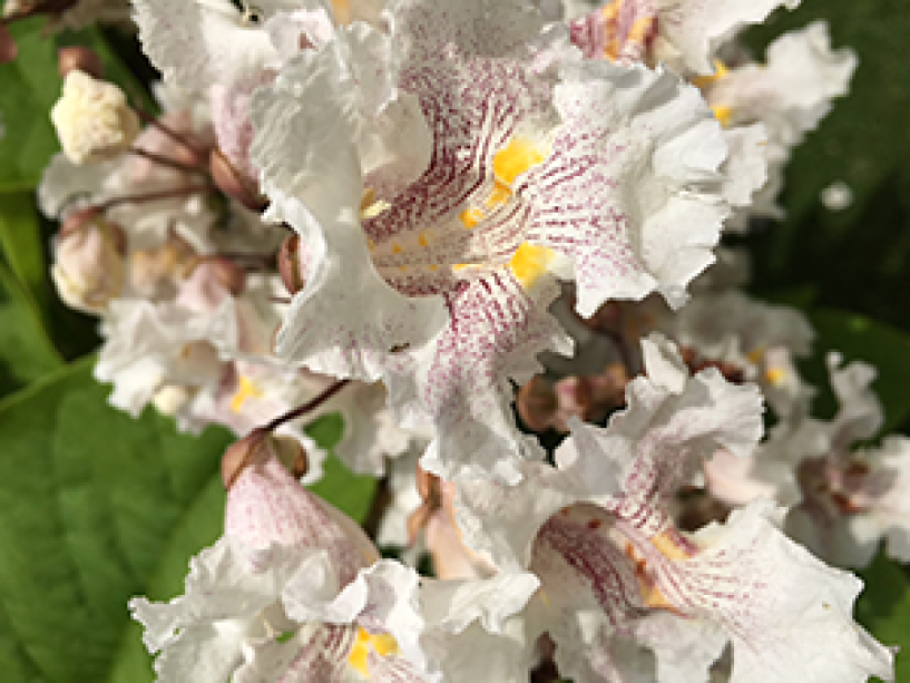 A close up of the Northern Catalpa tree bloom showcases the beauty of the white bell-shaped bloom with purple and yellow stripes on the flower's inside